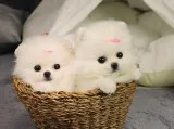  pomeranian pups text or call 0488890357