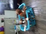 boxer pupies