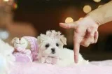 FINANCE A PUPPY LOW PAYMENT APPROX. 150 A MONTH