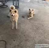 Japanese Akita puppies