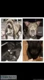 Reg. Blue pit bull puppies
