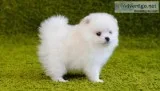 Micro Pomeranian puppies for sale