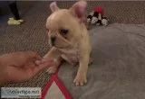 Cute French Bulldog Puppy For Sale