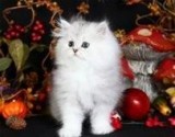 persian kitten for any loving home