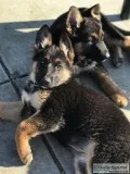 AKC German Shepherd Puppies