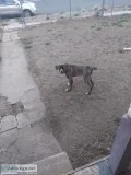 Cane CorsoBull Mastiff Mix