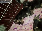 German Shepherd [Male] AKC reg