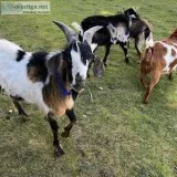 1 Kiko buck and 1Nigerian buck