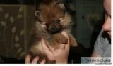 Amazing Pomeranian puppies for sale