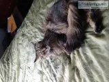 Male main c--n neutered