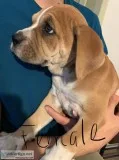 Boxer Puppies For Sale