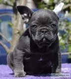 French Bulldogs
