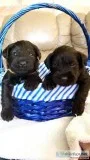 AKC MINIATURE SCHNAUZER PUPPIES