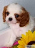 Button Male AKC King Charles Cavalier