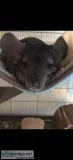 Chinchilla