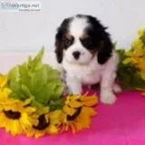Bobby Male AKC Cavalier King Charles