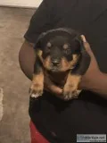 AKC German Bloodline Rottwieler Puppies