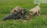 Home rasied males and females Neapolitan Mastiffs