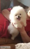 Pomeranian 