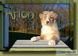 Afton Male Australian Shepherd