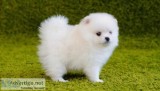 Pomeranian puppies for sale
