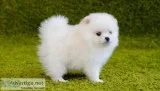 Pomeranian puppies for sale