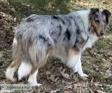 Purebred AKC Blue Merle adult female Rough Collie