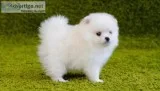Standard Teacup Pomeranian Puppies for sale
