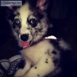 Australian Shepherd puppy