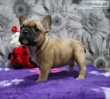 French bull dog 
