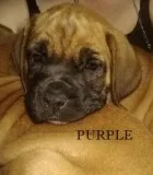 English Mastiff  Boxer Puppies