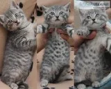 Bengal Kittens Stunning Silver And Golden