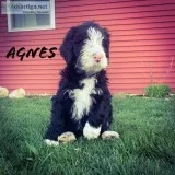 Labradoodle Puppies