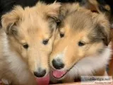 Purebred Registered AKC Rough Collies