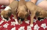 Boxer puppies ready