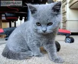 Blue Female Kitten (8 weeks) British shorthair