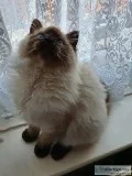 Beautiful Ragdoll kittens Seal Point Male And Female