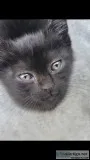 Free black kitten