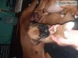 Boxer pups for sale