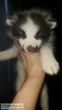Marble Fox Kit only 1 left