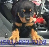 Rottweiler PUPPIE that will be 12 weeks old this April 1st