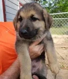 Dazzling German shepherd puppies ready
