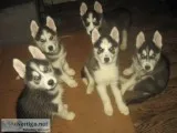 Siberian Husky  CKC