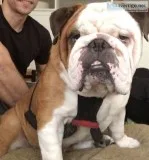 English Bulldog