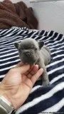 French bulldog puppies