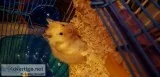2 hamsters and cages