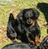Dachshund Puppies for sale Born 4122019