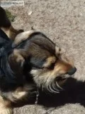 Cocker spaniel schnauzer