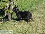 French bulldog