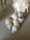 Great Hunting Dogs